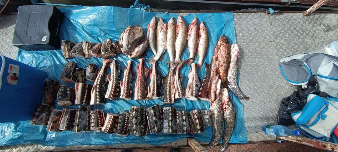 FOTO | 32 de kilograme de sturion şi 15 kilograme de peşte din mai multe specii, descoperite într-un transport ilegal