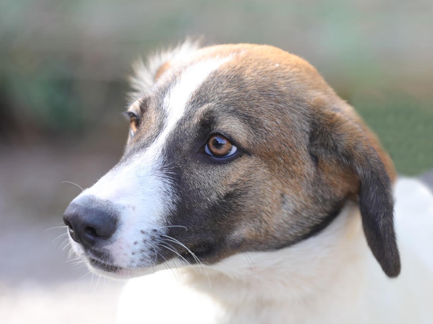 CONSTANȚA: Peste 220 de căței fără stăpân au fost adoptați de la începutul anului