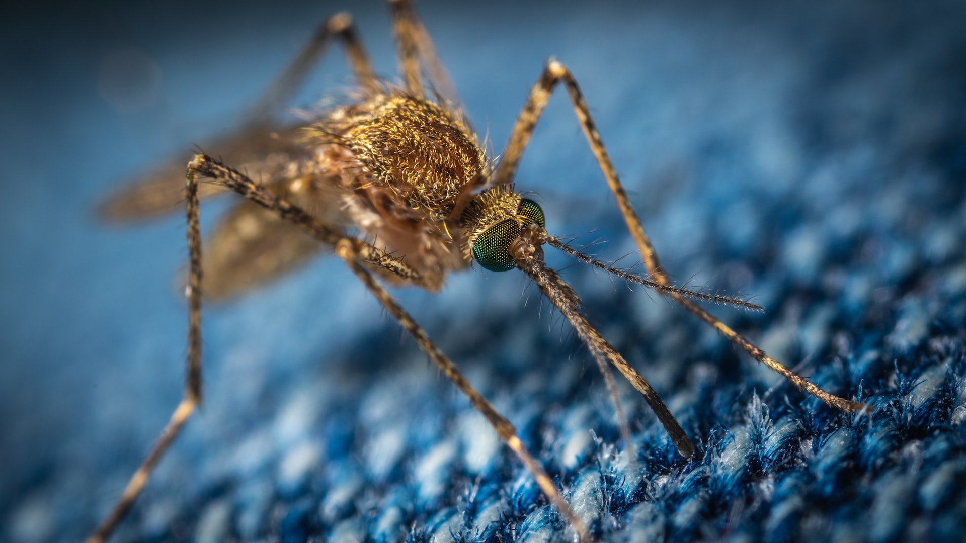 AUDIO | Temperaturile ridicate ce urmează ploilor abundente favorizează apariția infecției cu virusul West Nile