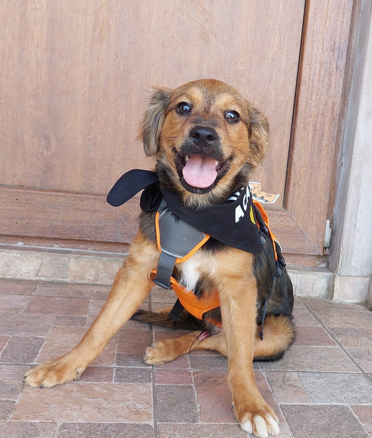 CONSTANȚA: ”Adoptă un câine! Salvează o viață!” – un nou eveniment dedicat iubitorilor de animale