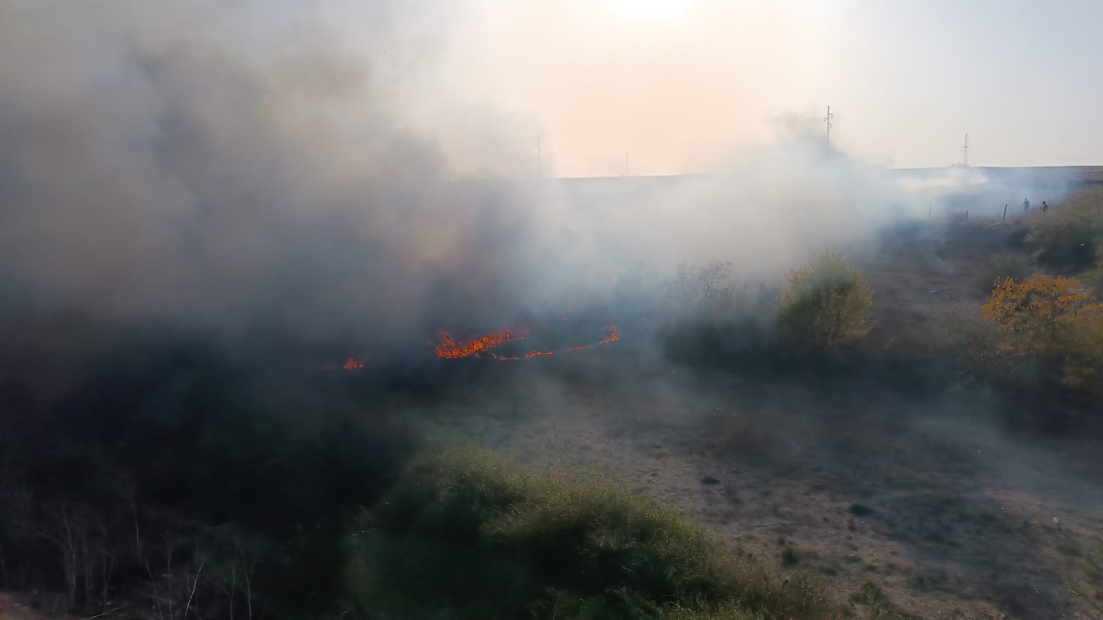 VIDEO | MEDGIDIA: Incendiu de vegetație, extins la un adăpost de animale