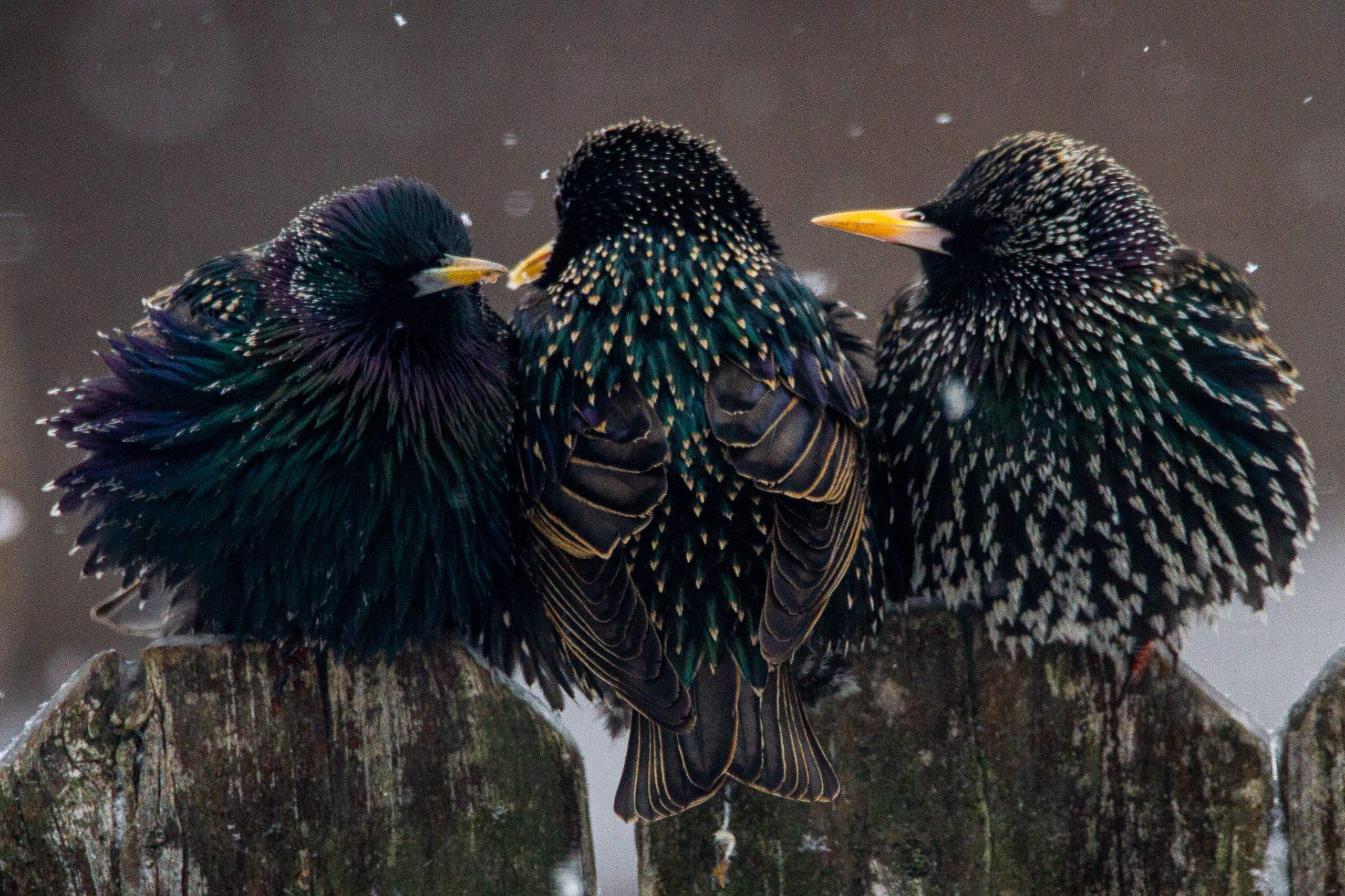 SOR: Peste 13.000 de exemplare de graur şi 4.600 de pescăruş râzător, numărate în România, cu ocazia EuroBirdwatch