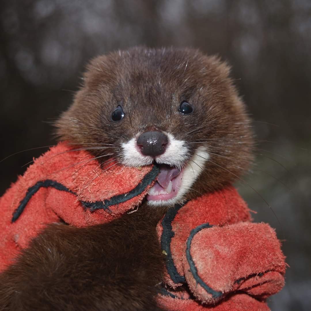 Ziua Mondială a Animalelor | DELTA DUNĂRII nu este doar paradisul păsărilor. Nurca europeană, unul dintre cele mai rare animale din fauna europeană, și-a găsit refugiul în această arie protejată