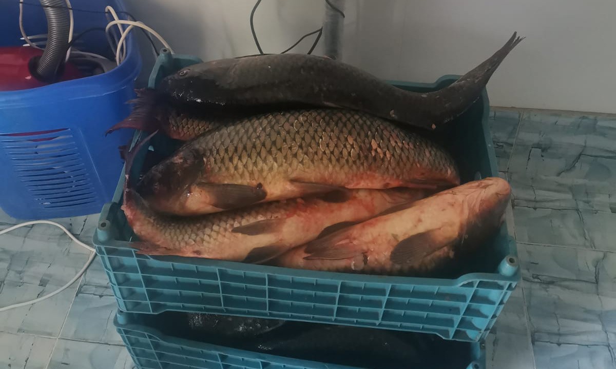 VIDEO | Județul TULCEA: 9 exemplare de sturion și ambarcațiuni confiscate de la braconieri