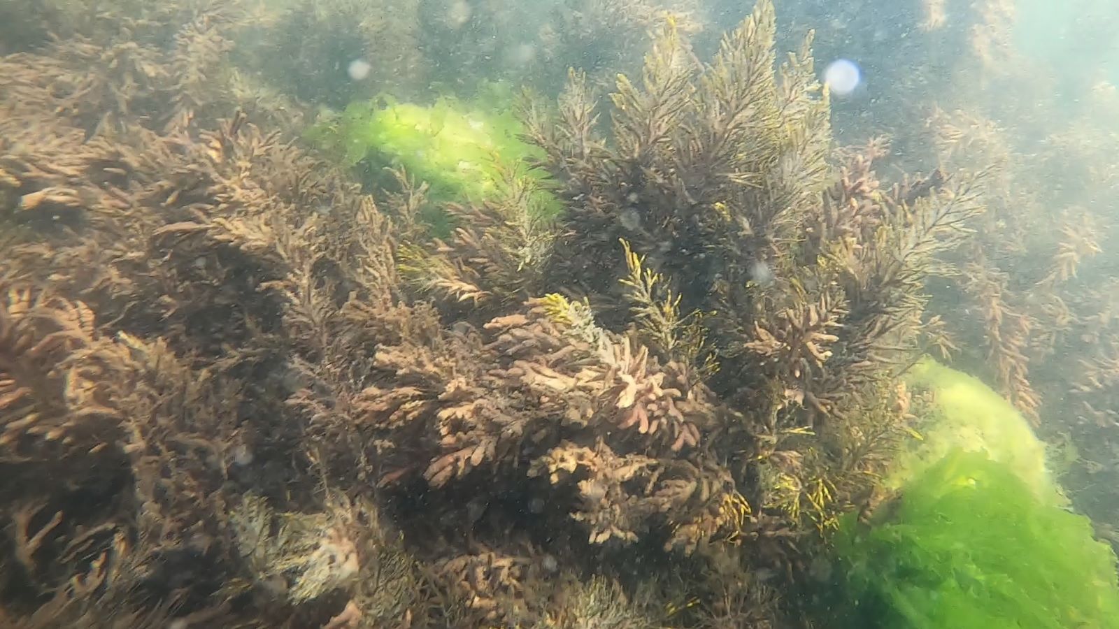 În Marea Neagră se fac plantări experimentale cu alge brune