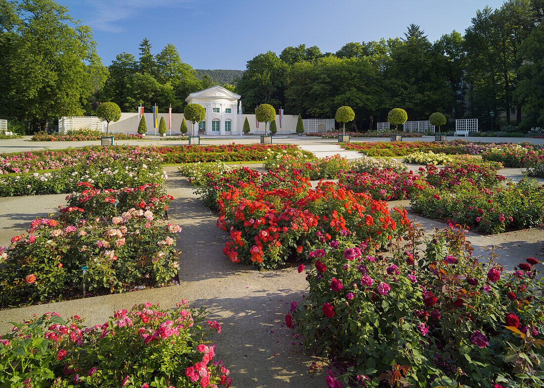 FOTO | TULCEA: A început amenajarea Rosarium-ului din Parcul Ciuperca