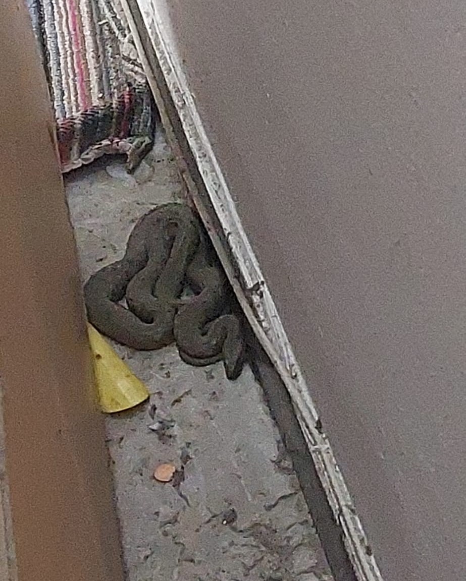 Un şarpe, aflat într-un apartament din Constanţa, a fost eliberat în natură de jandarmi