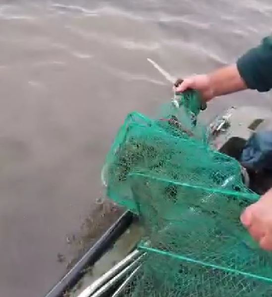 TULCEA/VIDEO: Sute de kilograme de raci eliberați de comisarii Gărzii de Mediu