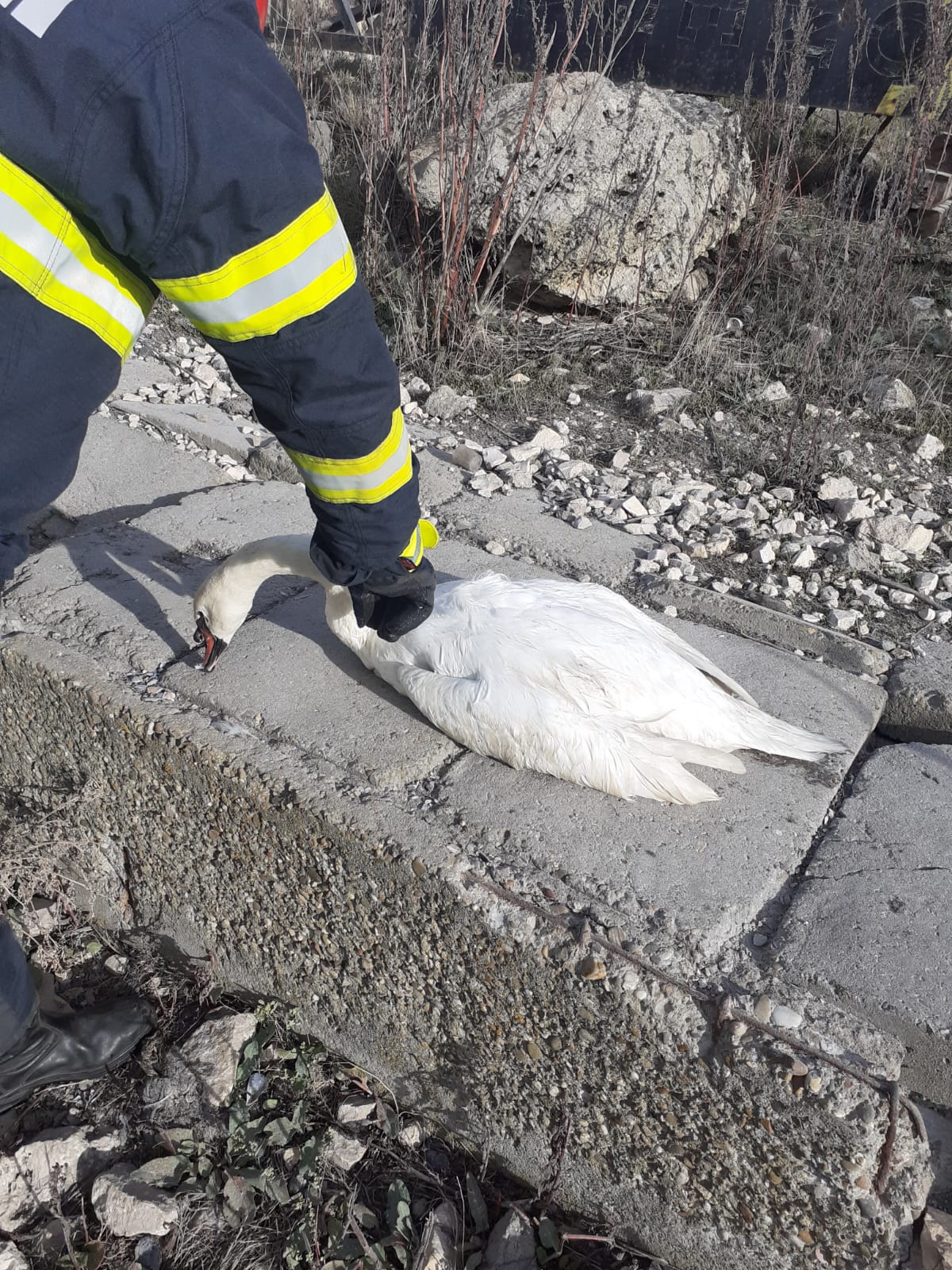 CONSTANȚA/FOTO: O lebădă blocată între stânci a fost salvată de pompierii ISU
