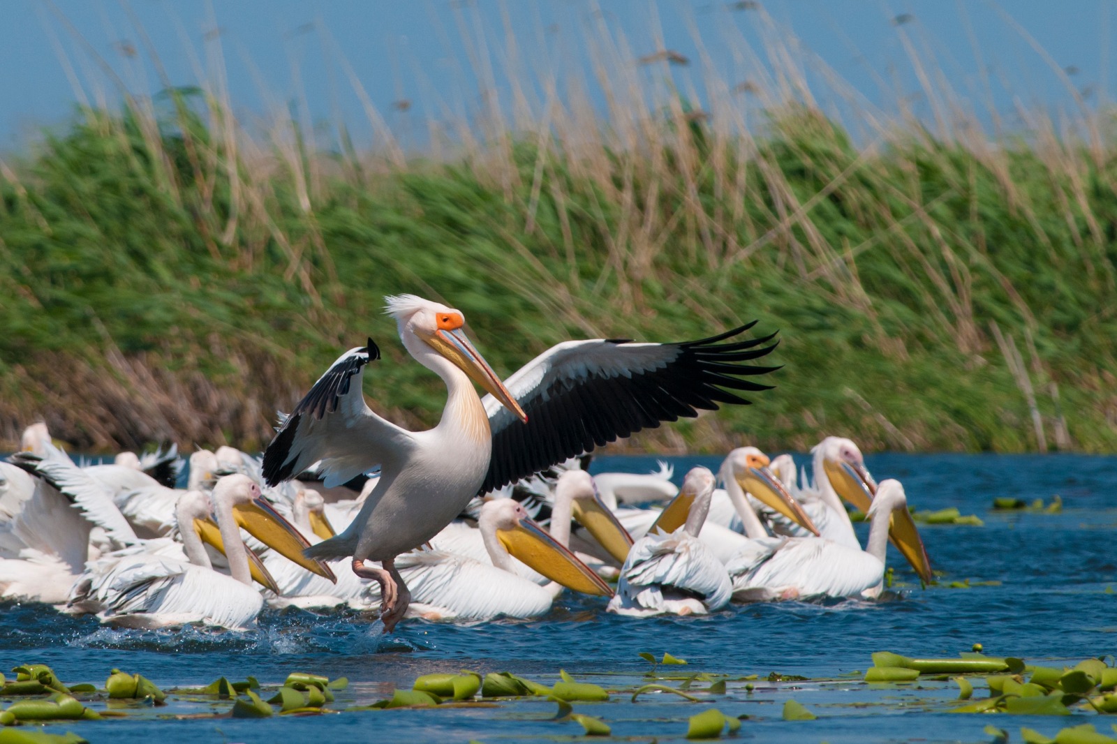 Consiliul Județean Tulcea va promova turismul din Delta Dunării și Dobrogea de Nord la cel mai important Târg de turism din Polonia