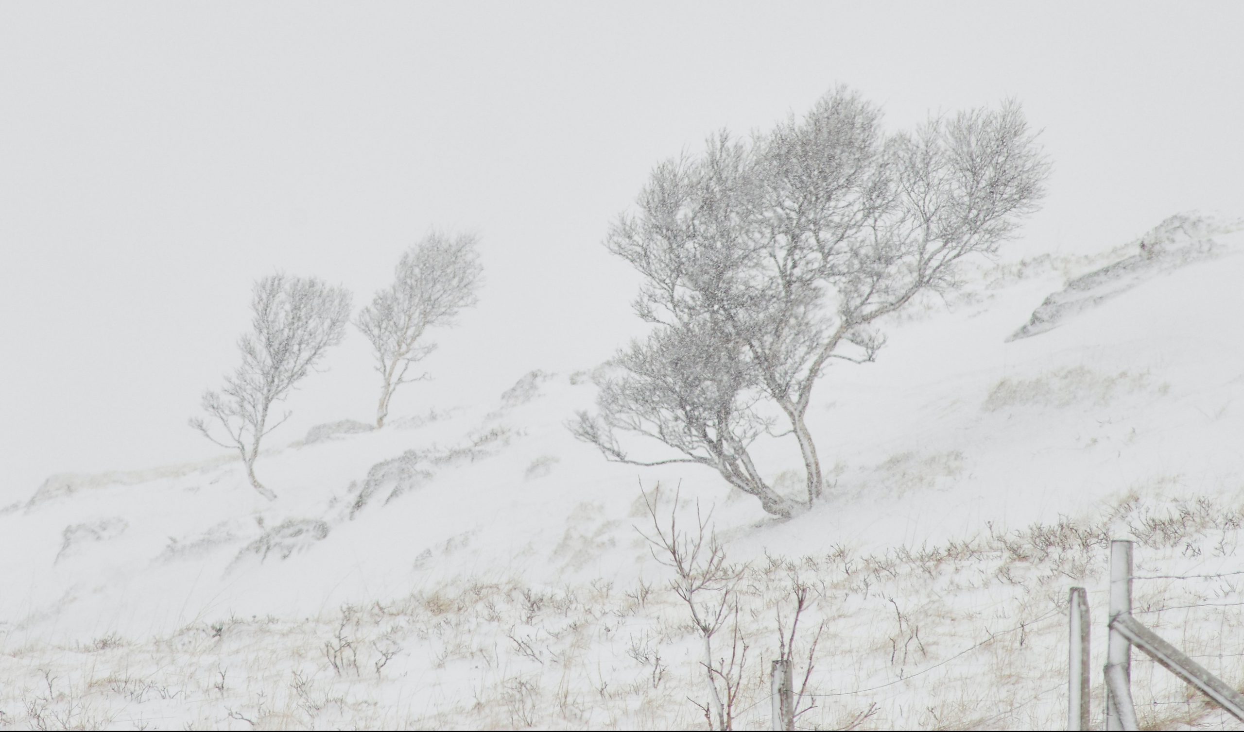 În weekend vine iarna. Meteorologii anunță viscol în Dobrogea!