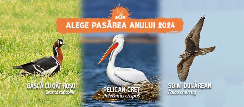 Societatea Ornitologică Română anunță începerea campaniei pentru alegerea Păsării Anului 2024