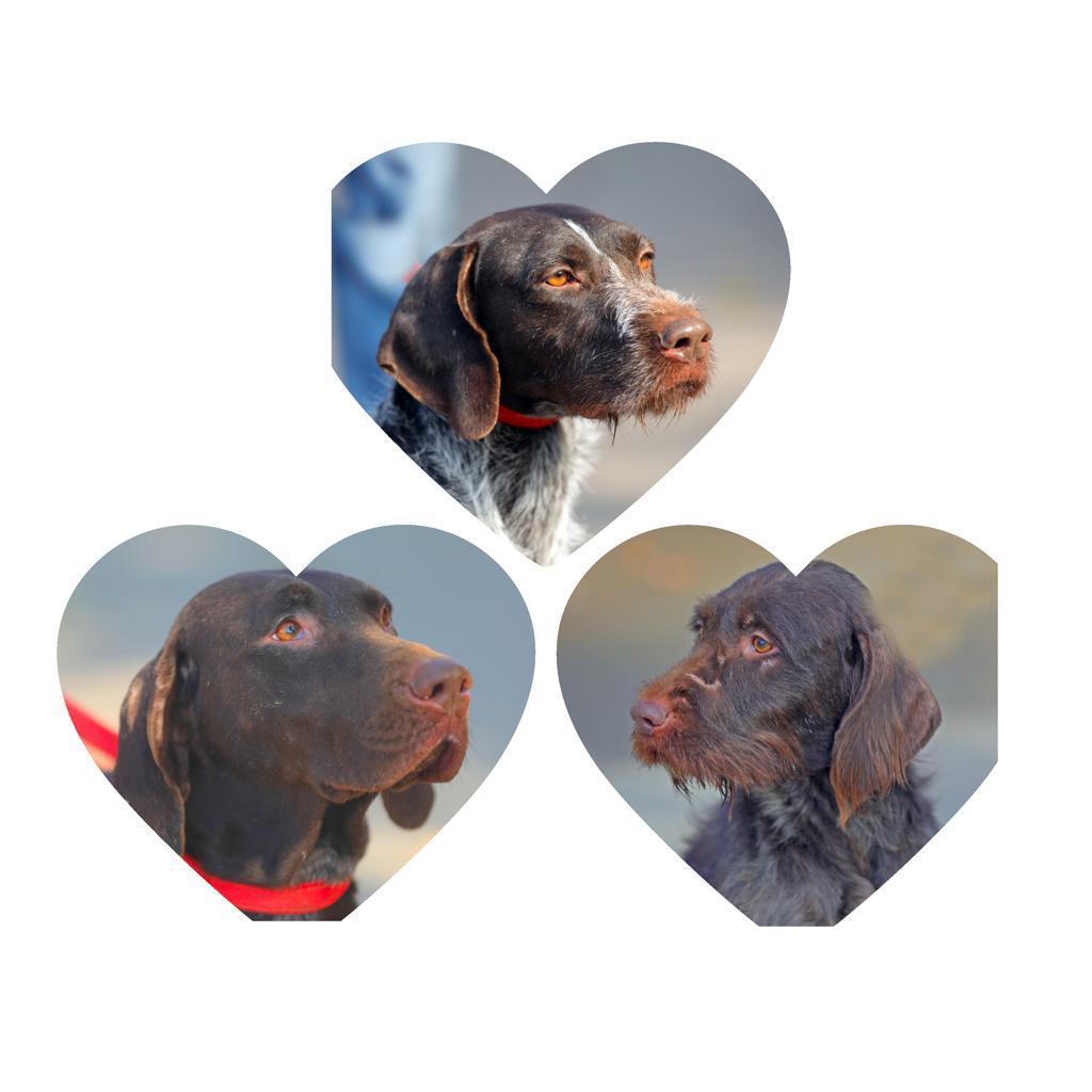 Bella şi-a găsit o familie. Campania „Adoptă un cățel”continuă