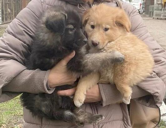 Căţeii din Adăpostul Public de Animale Abandonate Constanța îşi aşteaptă familia