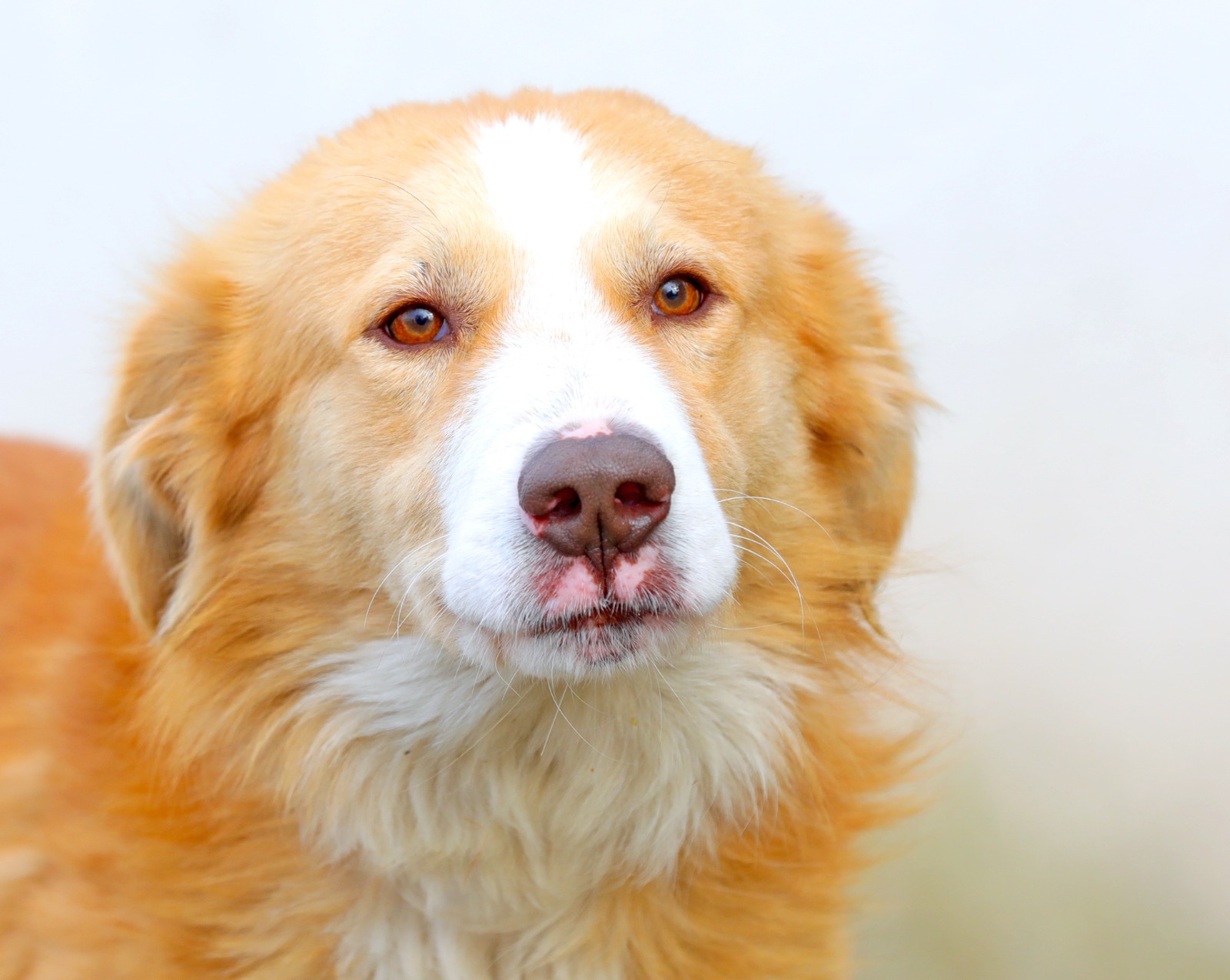 CONSTANȚA: Atenție la animalele de companie în perioada sărbătorilor!
