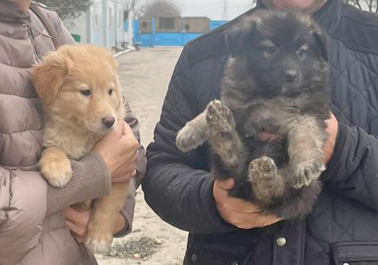 CONSTANȚA: Patru căței din Adăpostul Public de Animale au fost adoptați