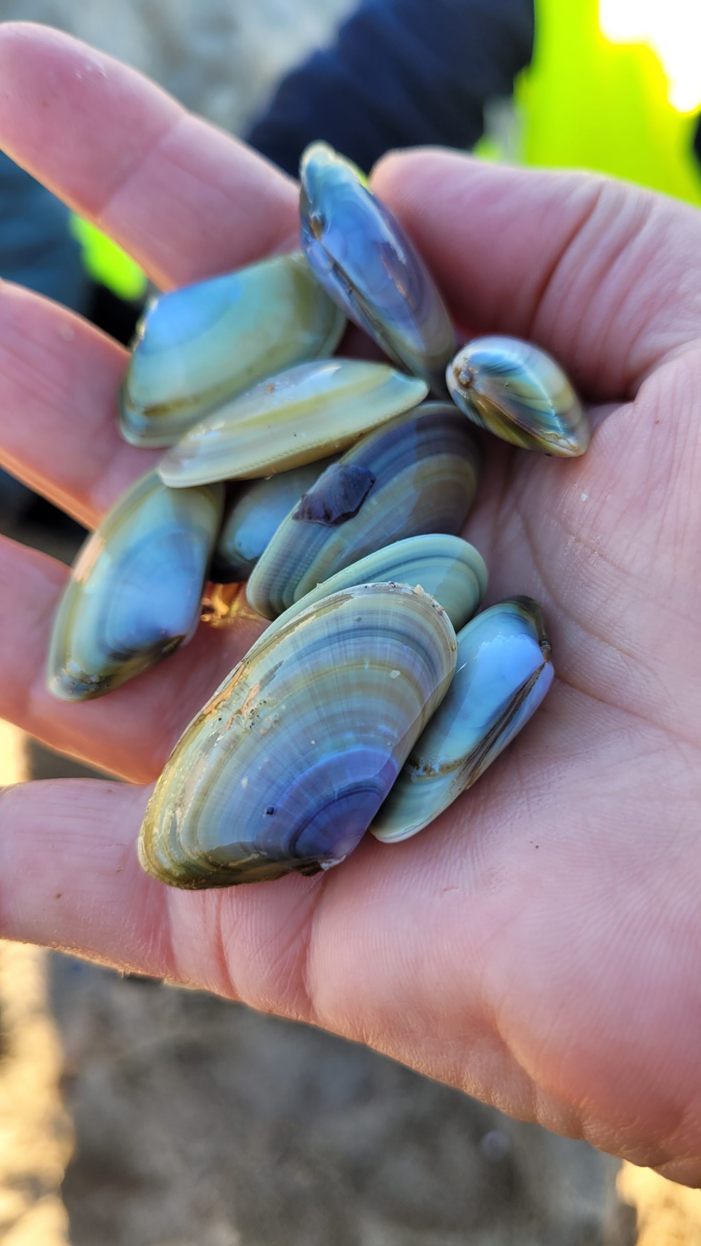 Proiect unic de relocare și salvare a două specii de scoici-bivalve, protejate la Marea Neagră