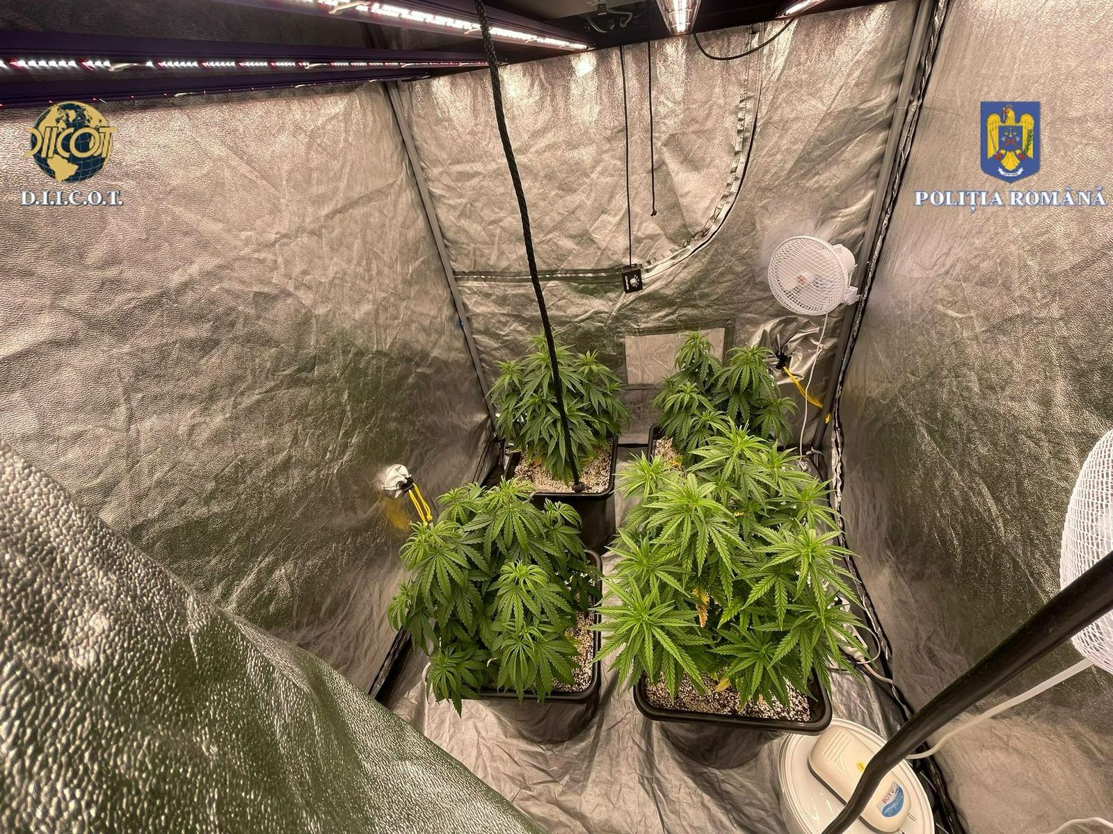 CONSTANȚA: Arestat pentru o cultură de cannabis descoperită într-o locuință