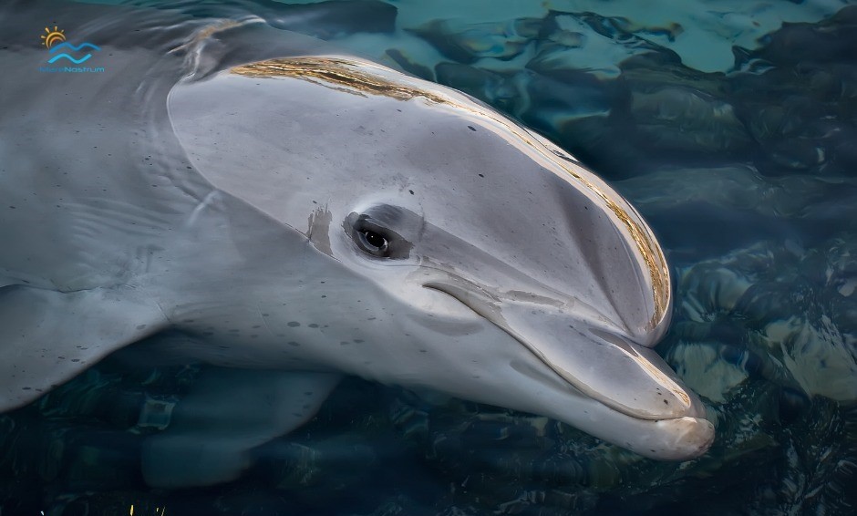 „Adoptă un delfin” și fii parte din proiectul de protejare a acestor minunate mamifere!