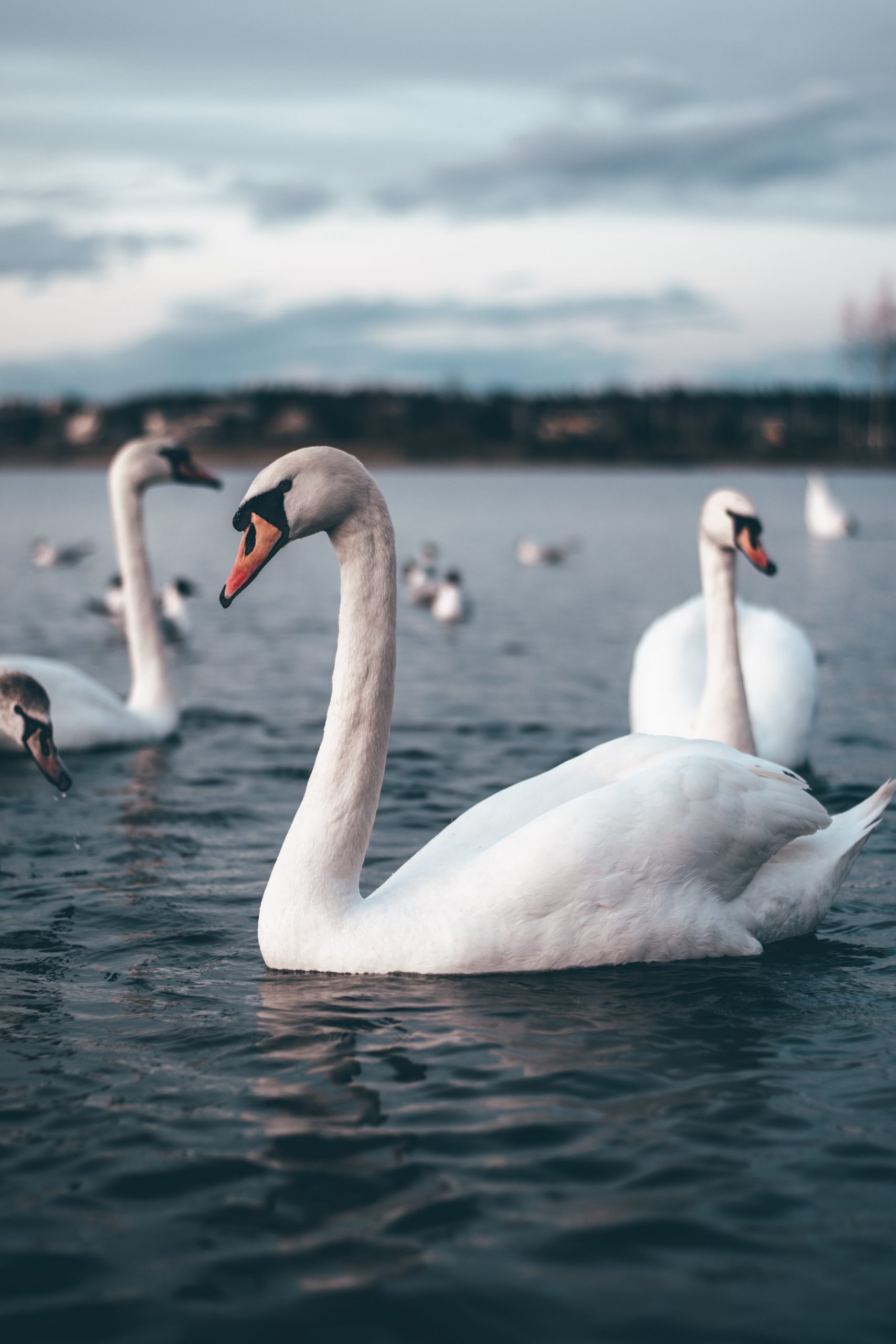 TULCEA: Lebede moarte, găsite pe un lac din Deltă