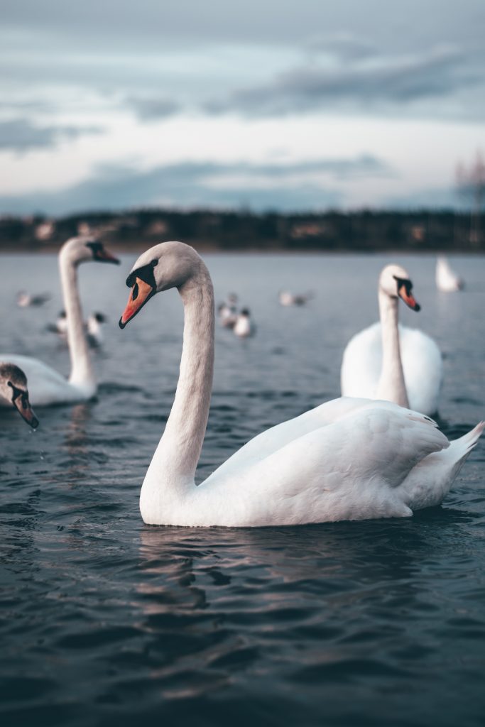 TULCEA: Focar confirmat de gripă aviară în Delta Dunării