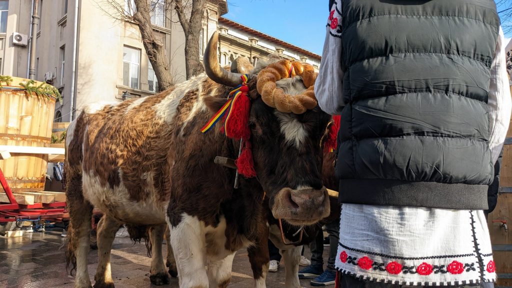 Boboteaza Constanta 2024 - foto - Bogdan Comsa