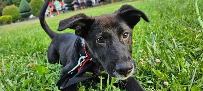 CONSTANȚA: Aproape 300 de căței din Adăpostul public au fost adoptați în 2023