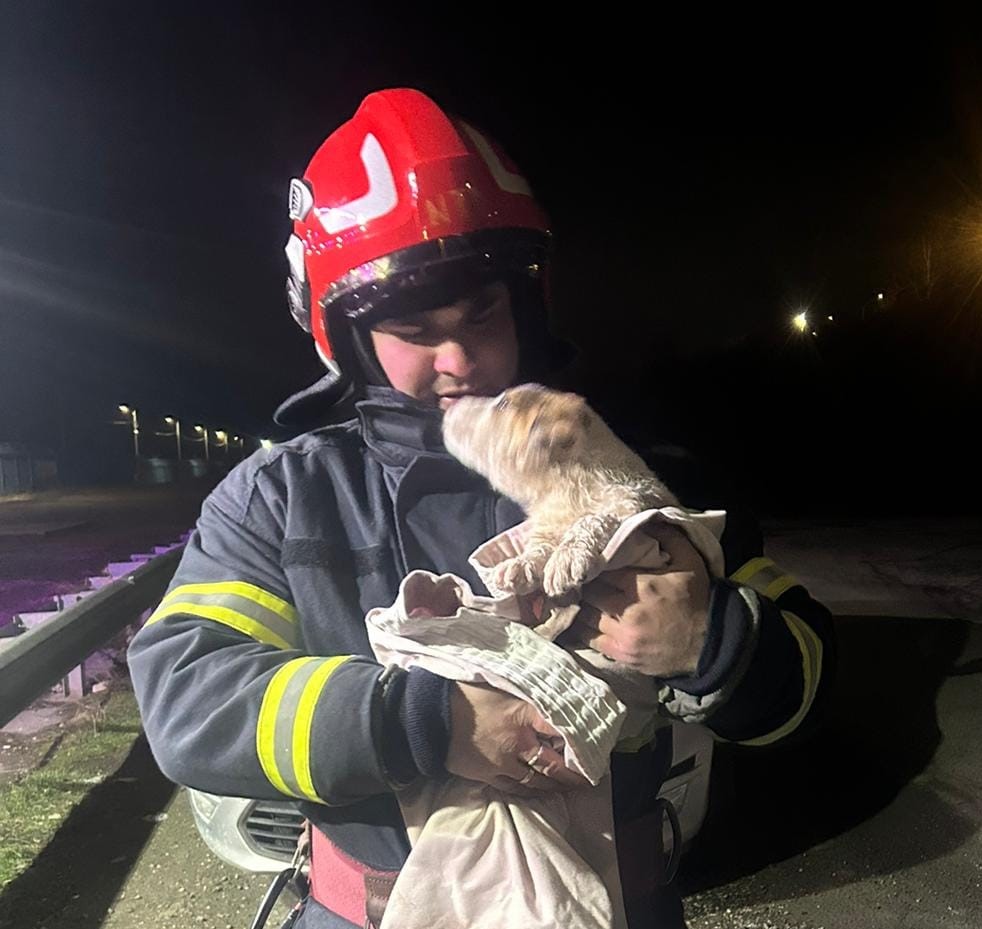 CONSTANȚA: Un cățel în pericol de înec a fost salvat de pompierii militari
