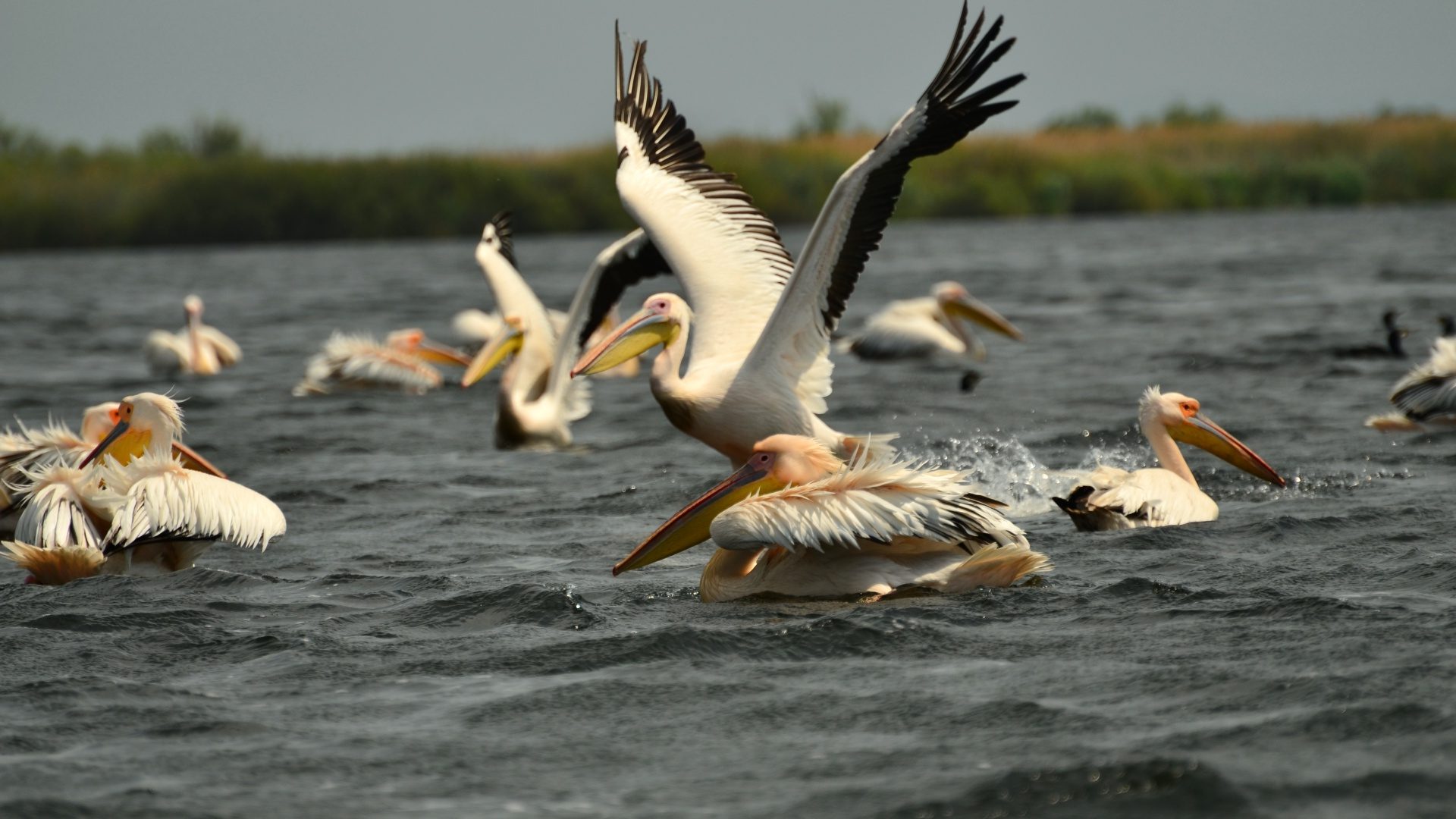 De Ziua Mondială a Rezervațiilor și Parcurilor Naturale, vorbim despre unicitatea Deltei Dunării și importanța protejării biodiversității zonei, cu o valoare inestimabilă pentru patrimoniul universal natural
