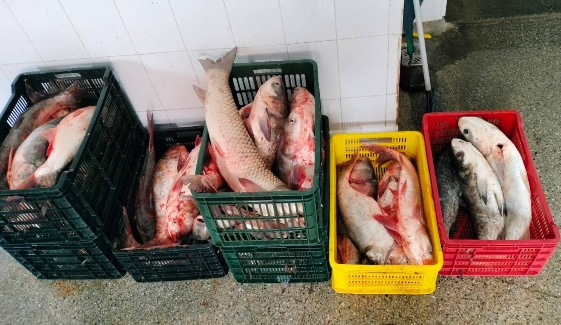 TULCEA: Bărbat prins cu portbagajul mașinii plin de pește, în localitatea Babadag