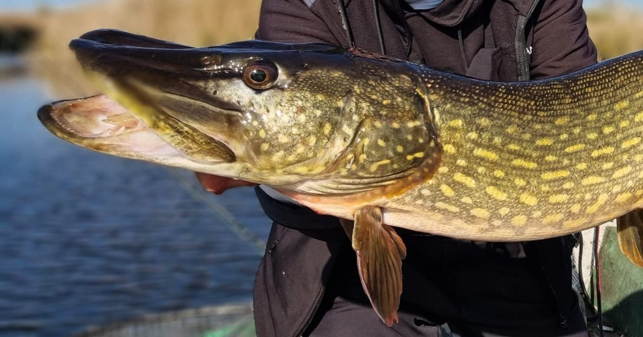 TULCEA: ARBDD le aminteşte pescarilor recreativi că ştiuca se poate prinde doar în sistem catch&release