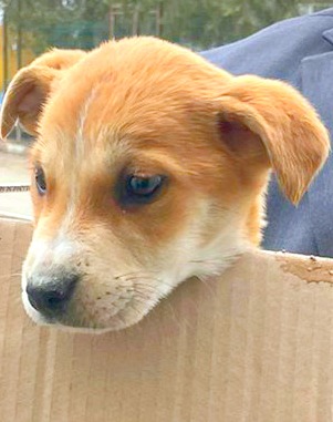 CONSTANȚA: Bucurie la Adăpostul de Animale Abandonate – cățelușa Cora a fost adoptată