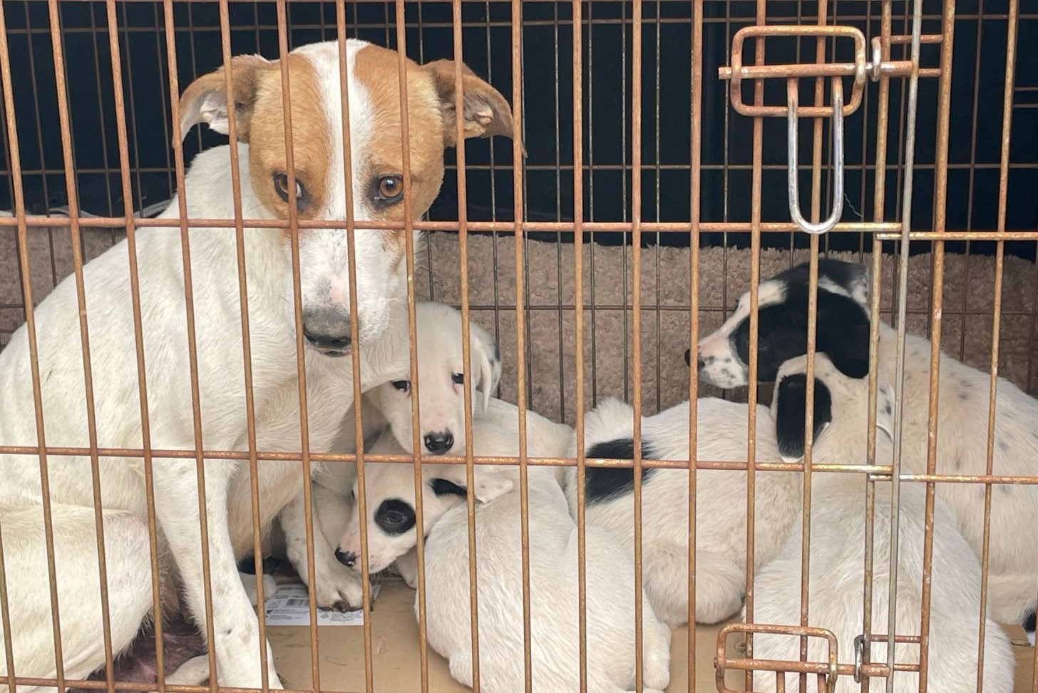CONSTANȚA: Încă 9 căței din Adăpostul Public au fost adoptați