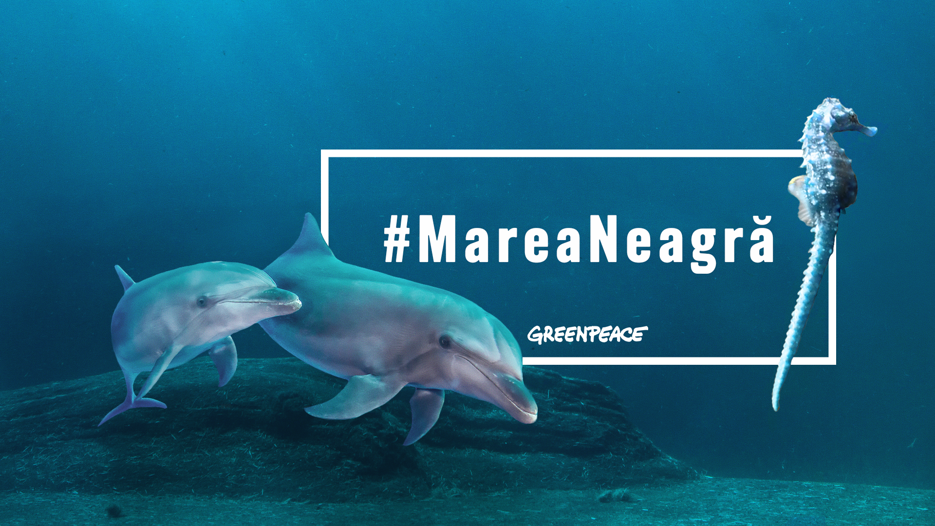 Greenpeace atacă în instanță PUZ-ul emis pentru proiectul Neptun Deep