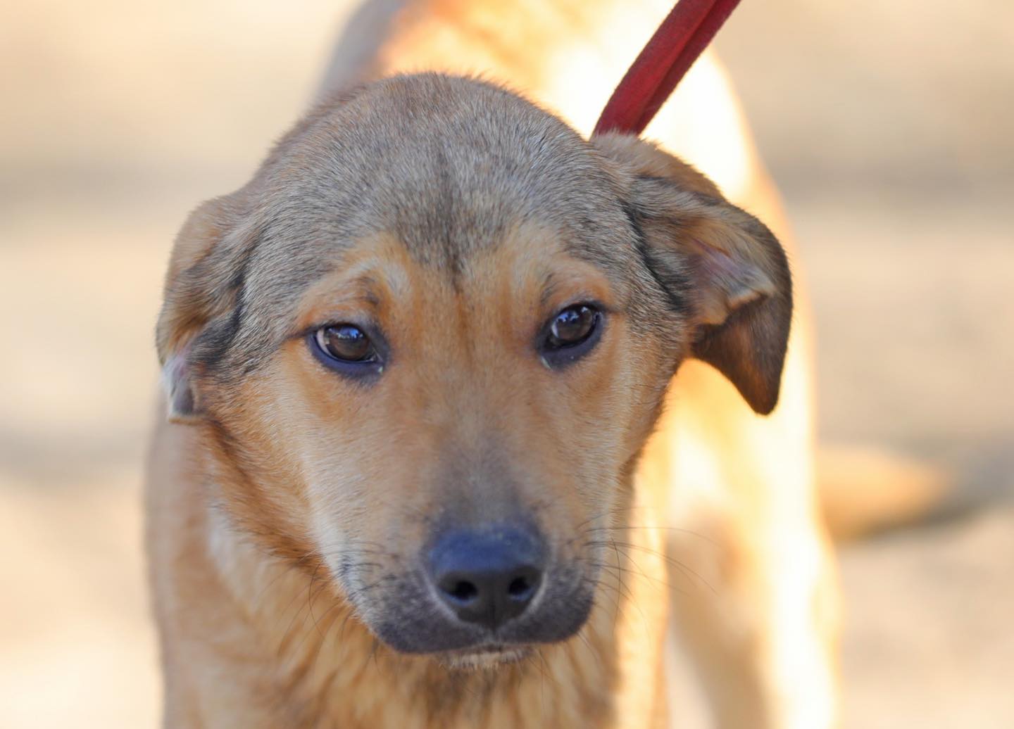 Loly, o cățelușă în vârstă de 2 ani de la Adăpostul Public de Animale Abandonate Constanța, îşi caută o familie