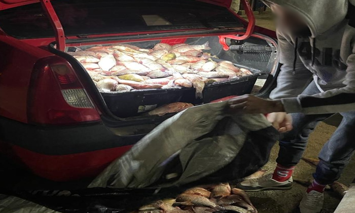 Aproape 300 de kg de pește, descoperite de polițiștii de frontieră în portbagajul unui autoturism, în zona localităţii Hârşova