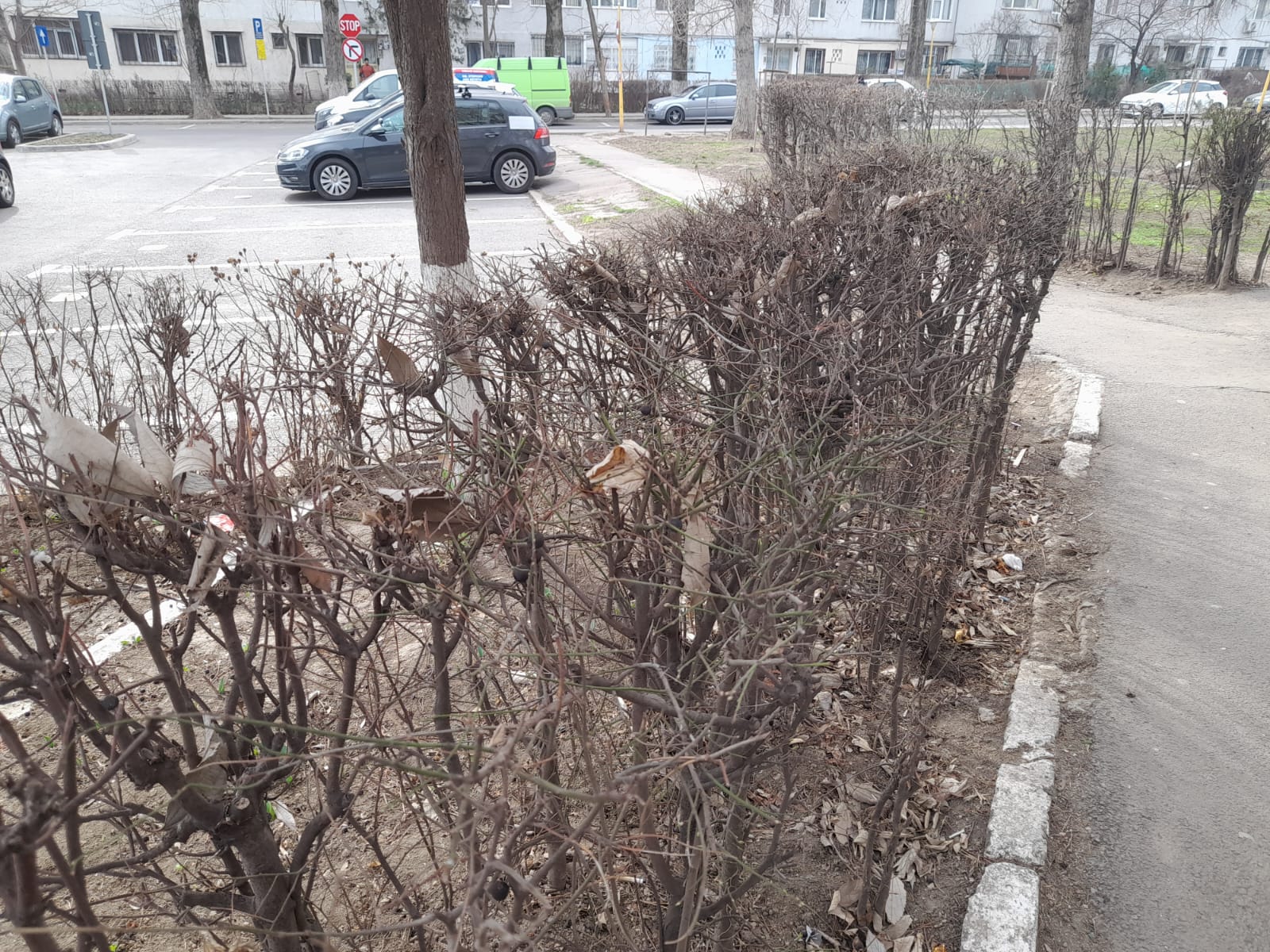 CONSTANȚA: Gardurile vii din oraș vor dispărea. Care este motivul invocat de edili