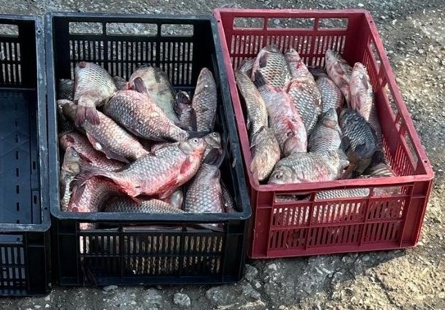 CONSTANȚA: Braconieri depistați cu portbagajul mașinii plin de pește
