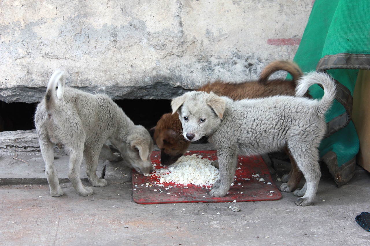 TEMA ZILEI | Problema câinilor fără stăpân de pe străzile Constanței, între sterilizare, adopție și responsabilitate socială