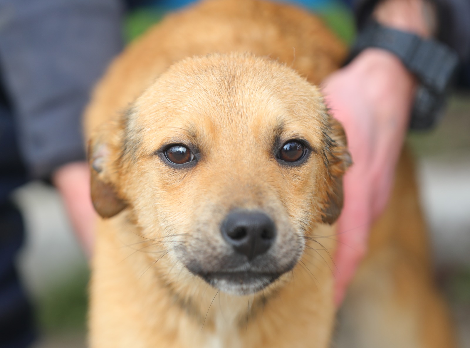 CONSTANȚA: Microciparea și sterilizarea reprezintă soluții optime pentru gestionarea problemei animalelor cu sau fără stăpân!