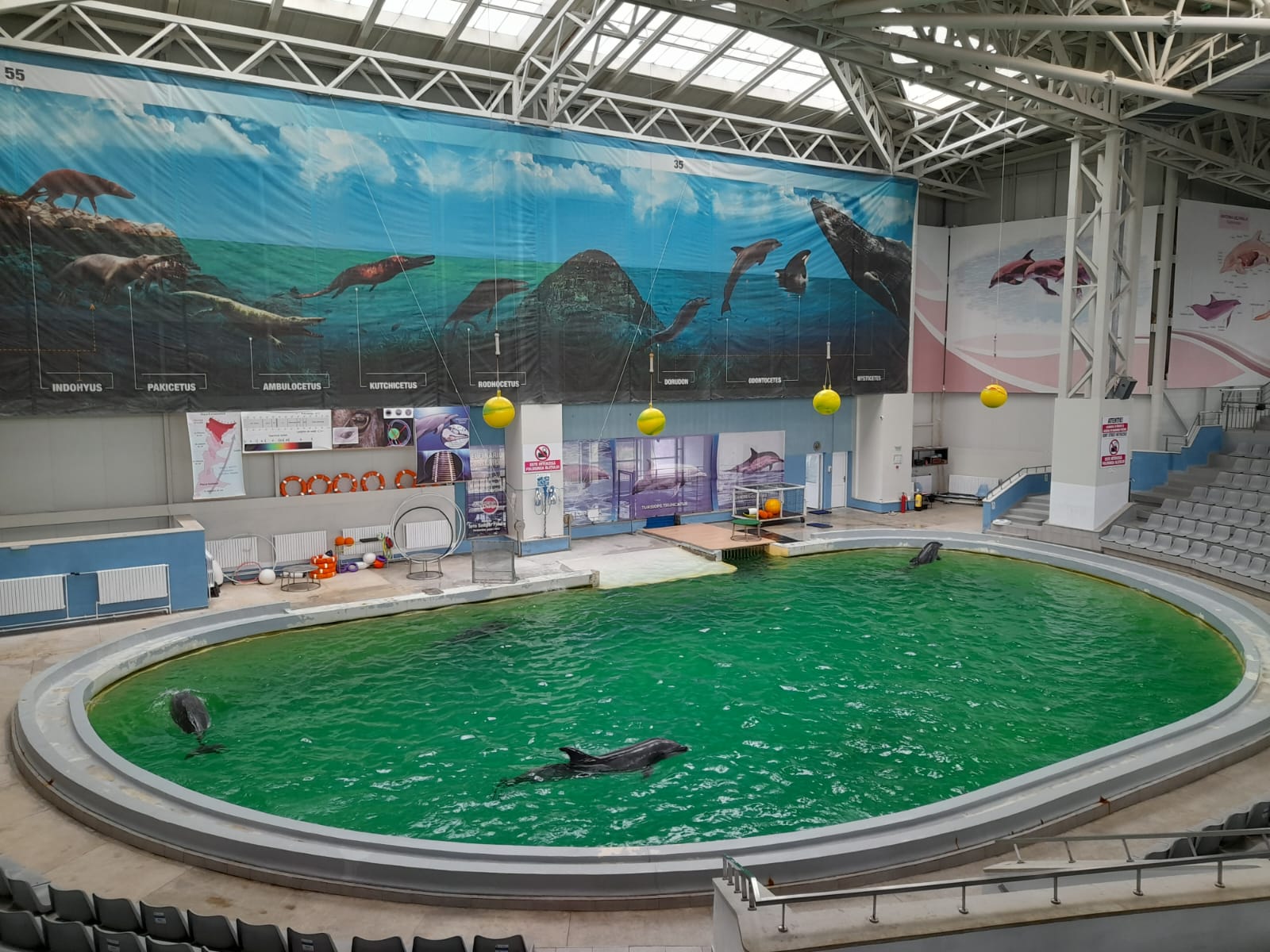 Bucurie la Delfinariul din Constanţa, unde un pui de delfin a venit pe lume
