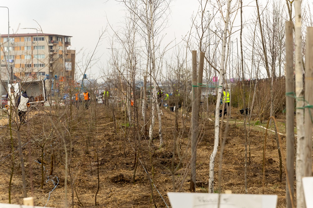 CONSTANȚA: 16.000 de arbori și arbuști, plantați într-o singură zi