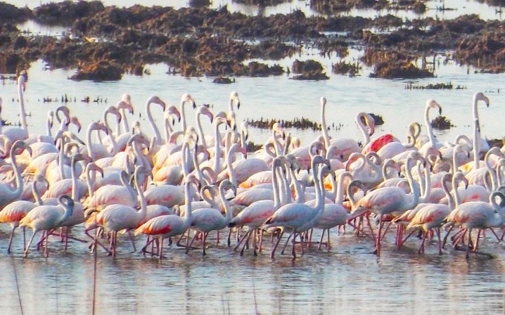 Grațioasele păsări flamingo și-au făcut din nou apariția pe un lac din județul Constanța