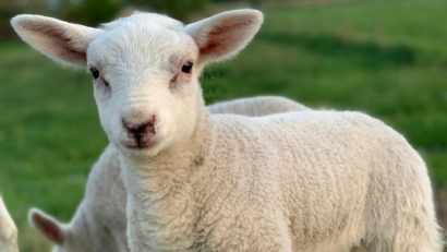 AUDIO | Efectivele de ovine au scăzut foarte mult. Interviu cu Valentin Marian, președintele Asociației crescătorilor de ovine din județul Constanța