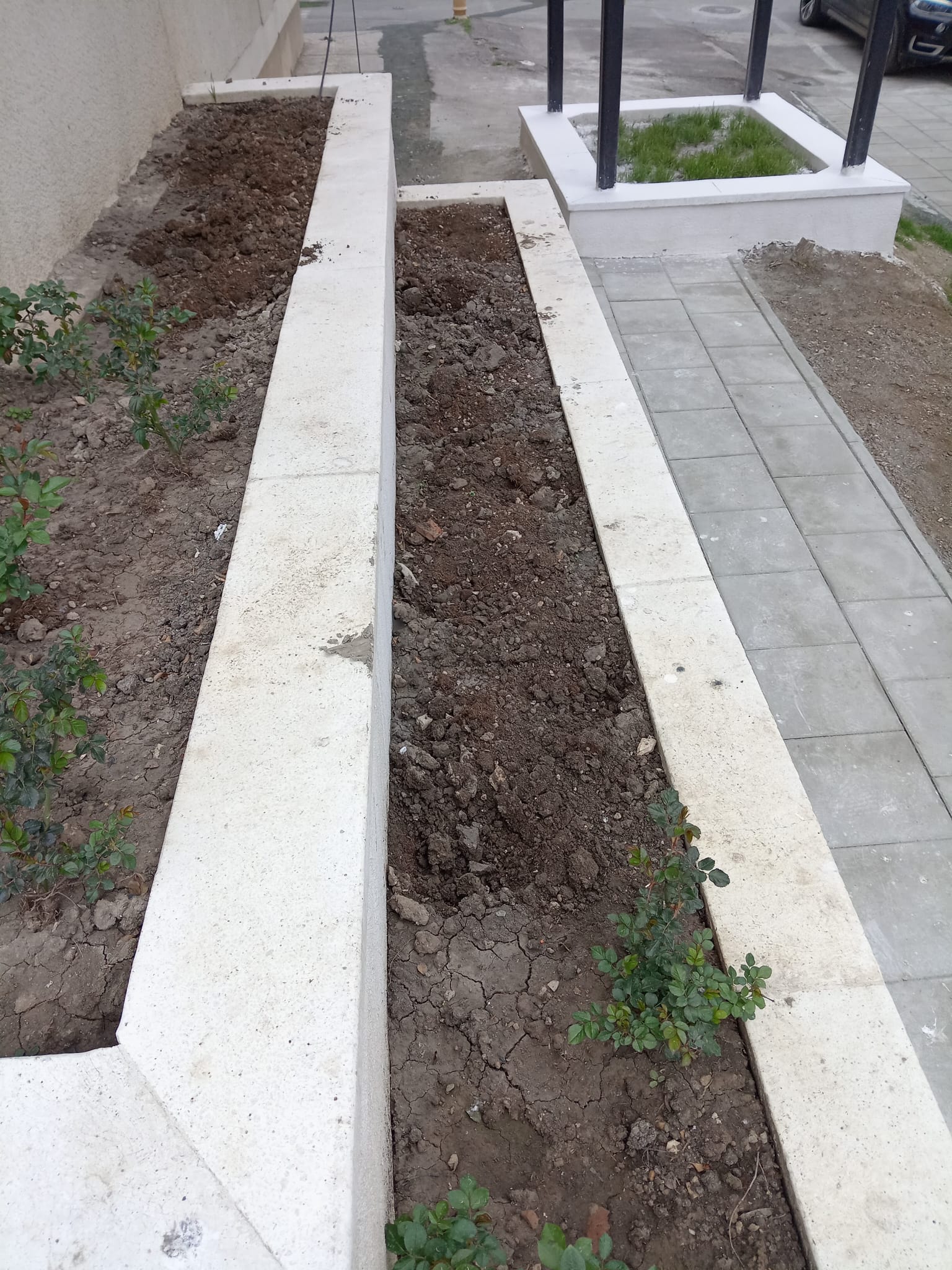 CONSTANȚA: Florile plantate de Primărie au fost furate în câteva zile