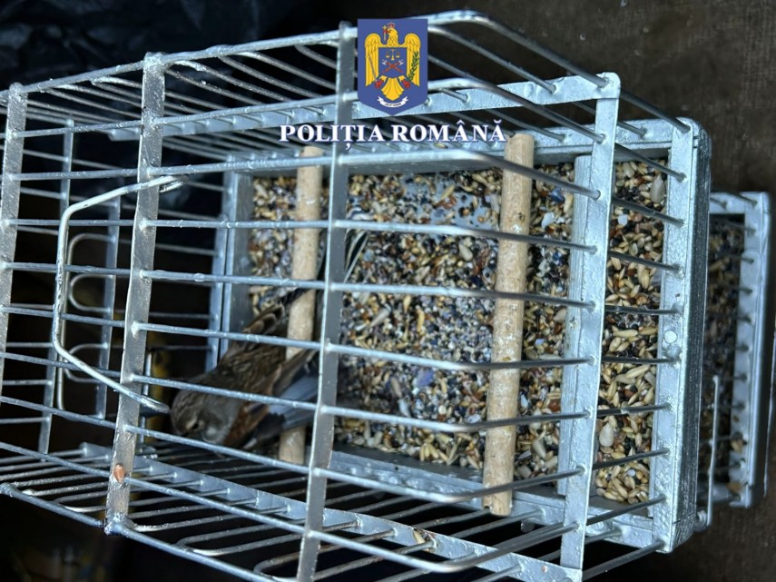 CONSTANȚA: Dosar penal pentru capturarea unor păsări ocrotite de lege