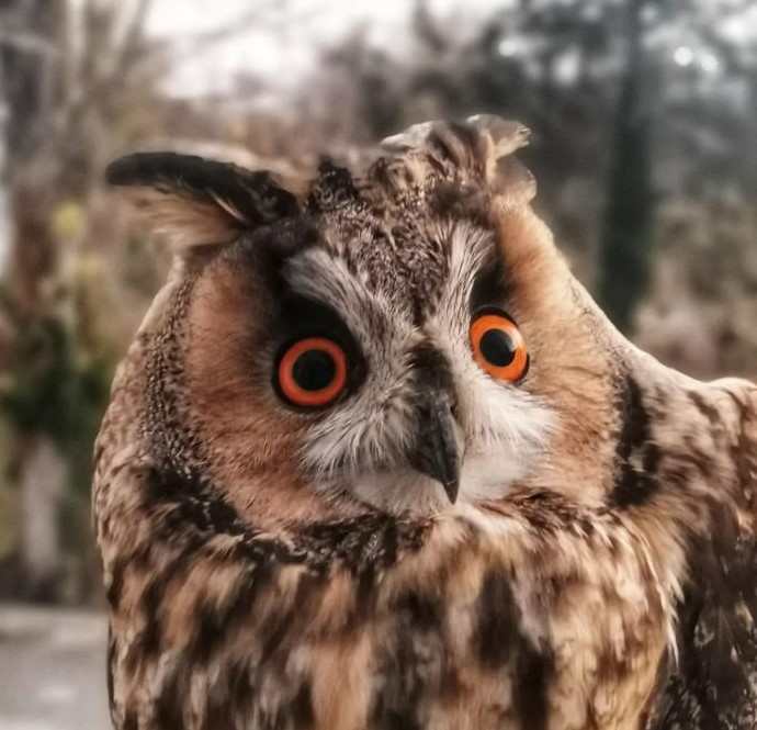 AUDIO | Ziua Păsărilor va fi sărbătorită, sâmbătă, la Agigea Bird Observatory