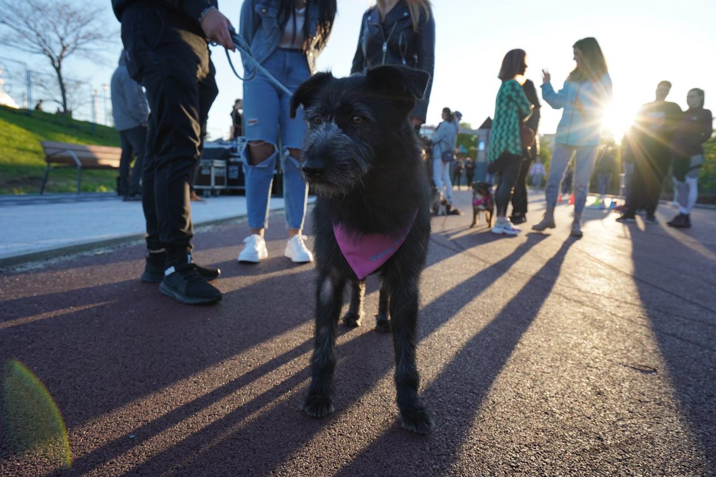 Un eveniment de promovare a adopţiilor responsabile a câinilor fără stăpân, organizat în Parcul Tăbăcărie
