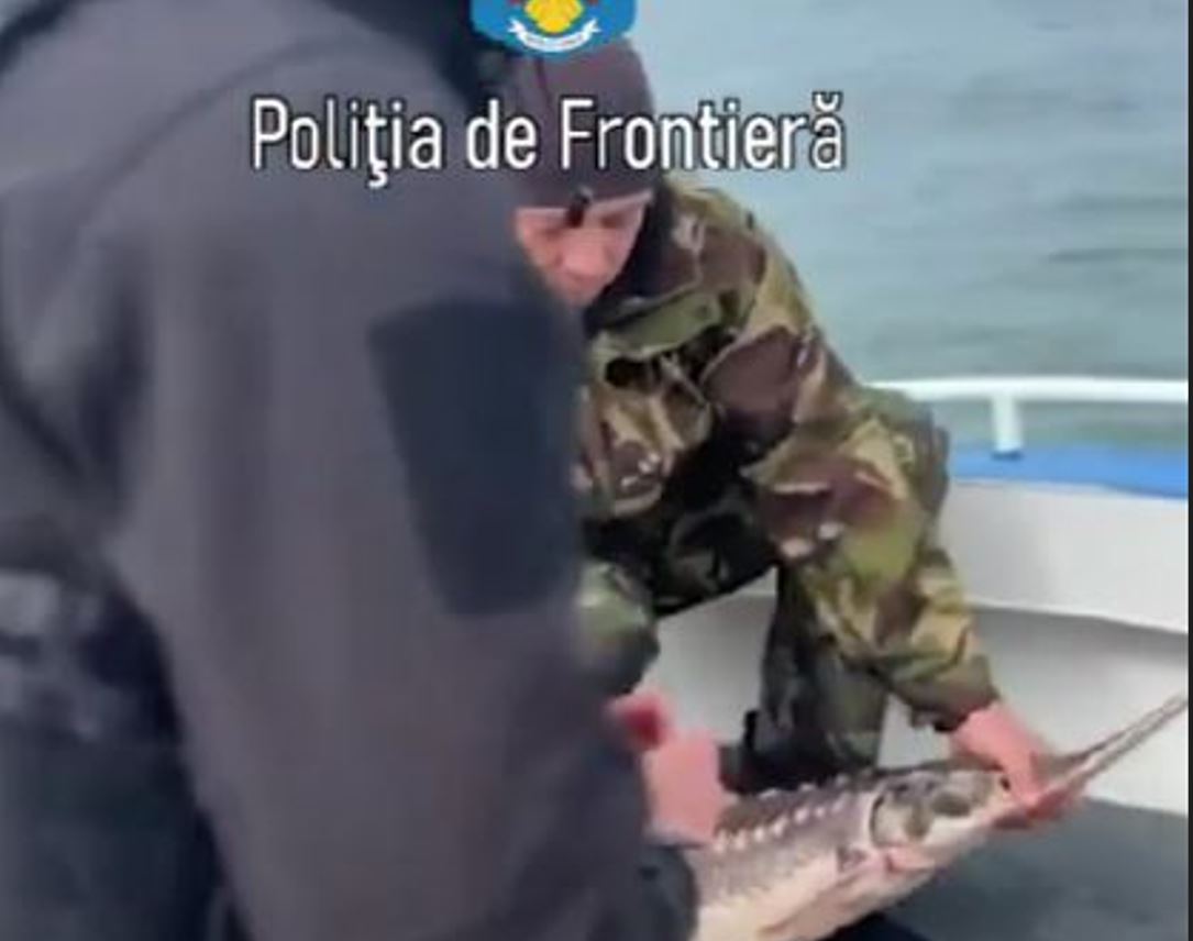 TULCEA: Șase exemplare de sturion redate mediului natural de către Poliția de Frontieră