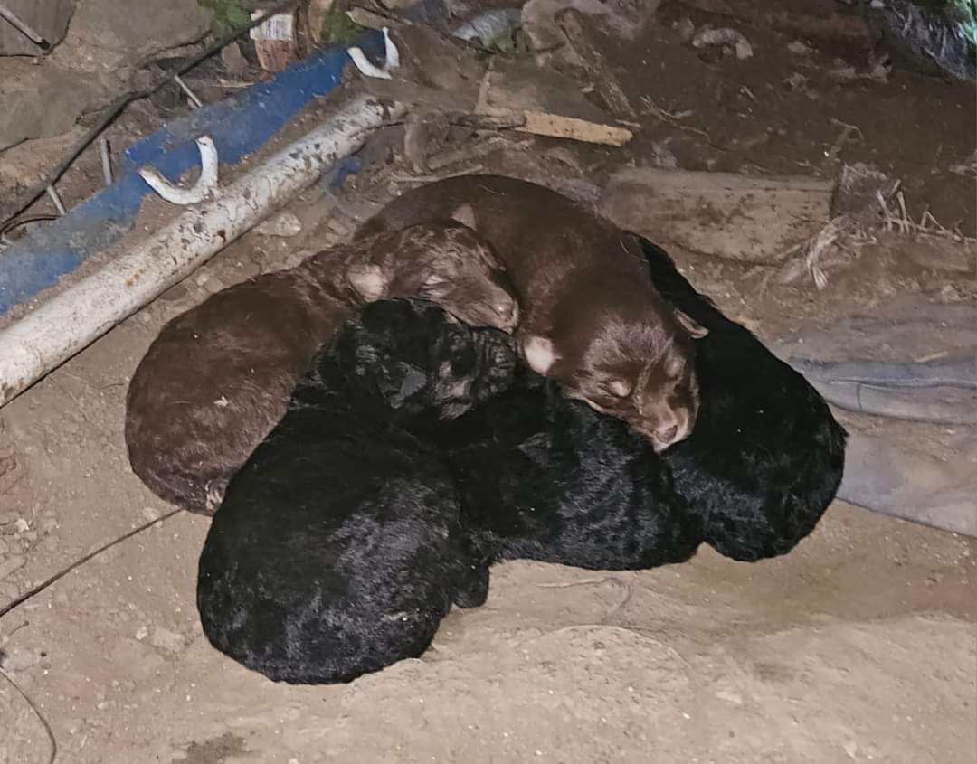 Poliţiştii constănţeni au preluat o căţelusă maltratată şi pe cei 7 pui ai săi